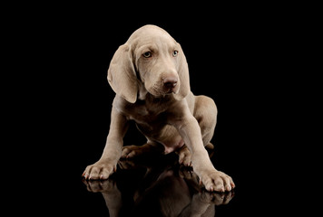 Fototapeta na wymiar Studio shot of a beautiful Weimaraner puppy