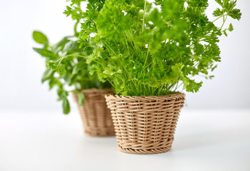 healthy eating, gardening and organic concept - close up of green parsley herb in wicker basket