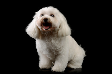 Studio shot of an adorable Shih-Tzu