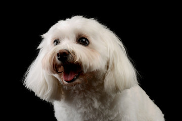 Portrait of an adorable Shih-Tzu