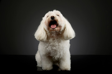 Studio shot of an adorable Shih-Tzu
