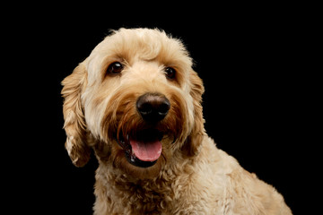 Portrait of an lovely lagotto