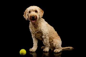 Studio shot of a lovely lagotto