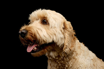 Portrait of an lovely lagotto