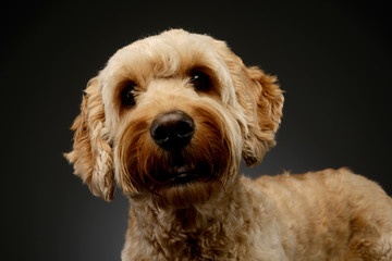 Portrait of an lovely lagotto
