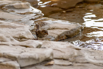 A flock of passerine birds swimming in salt water, on the black sea, on small and large stony pebbles. Frolicking feathered individuals on the coast.