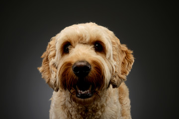 Portrait of an lovely lagotto