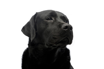 Portrait of a beautiful labrador retriever