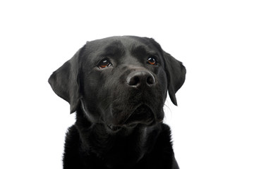 Portrait of a beautiful labrador retriever