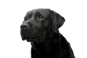 Fototapeta premium Portrait of a beautiful labrador retriever