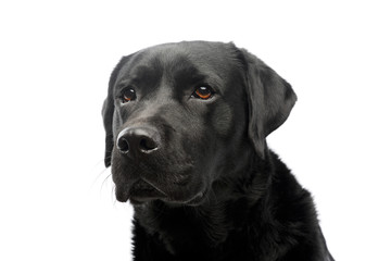 Portrait of a beautiful labrador retriever