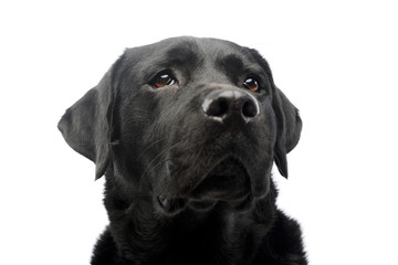 Portrait of a beautiful labrador retriever
