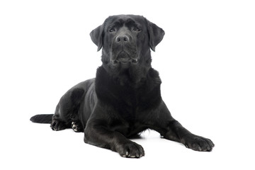 Studio shot of a beautiful labrador retriever