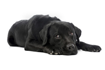 Studio shot of a beautiful labrador retriever