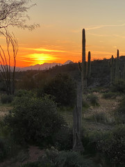 desert sunset arizona mountains cacti