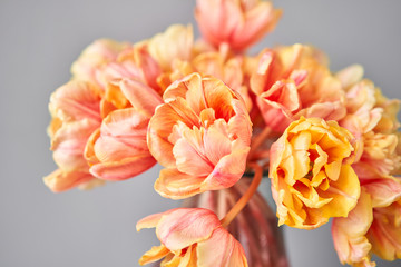 Beautiful orange and with red streaks tulips in vase. Flower background. Floral Wallpaper. Copy space