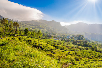 Morning view at the Tea plantations near Haputale on Sri Lanka