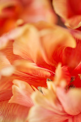 Closeup of petals of beautiful orange and with red streaks tulips in vase. Flower background. Floral Wallpaper. Copy space