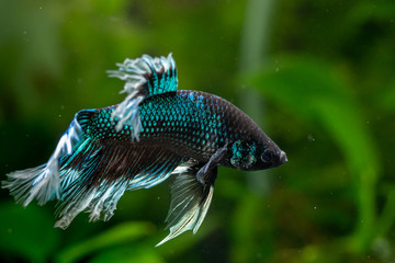 Aquarium Kampffisch und Co.