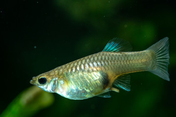 Naklejka premium Aquarium Kampffisch und Co.