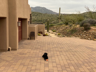 black lab dog laying in paved desert driveway mountains