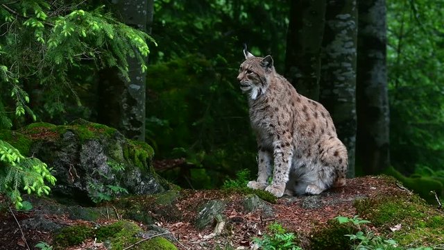 Eurasian lynx (Lynx lynx) sitting in woodland