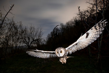 Gufo - Asio Otus