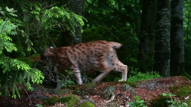 Eurasian lynx (Lynx lynx) sitting in woodland and walking away