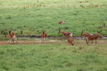 Kongoni-Kuhantilopen