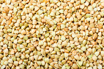 Background green buckwheat,closeup
