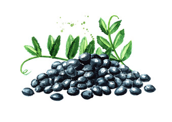 Black lentil Beluga heap with green leaf. Hand drawn watercolor horizontal  illustration  isolated on white background