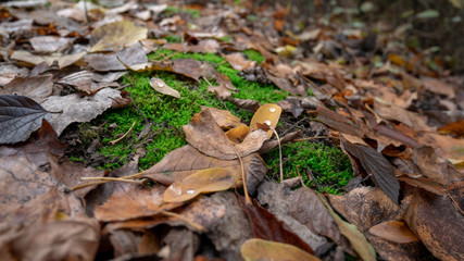 mushrooms in autumn forest