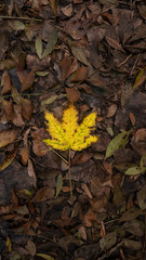autumn leaves on the ground