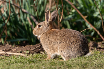 Wildlife scene of a european rabbit, Oryctolagus cuniculus in a natural habitat.