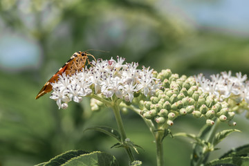 Papillon sur fleurs blanches