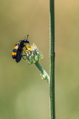 Insecte sur fleur
