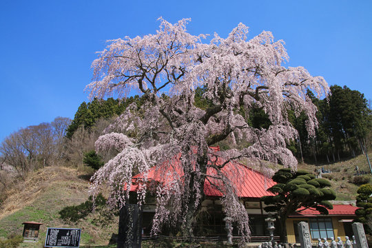 松岳寺のしだれ桜（福島県・田村市）