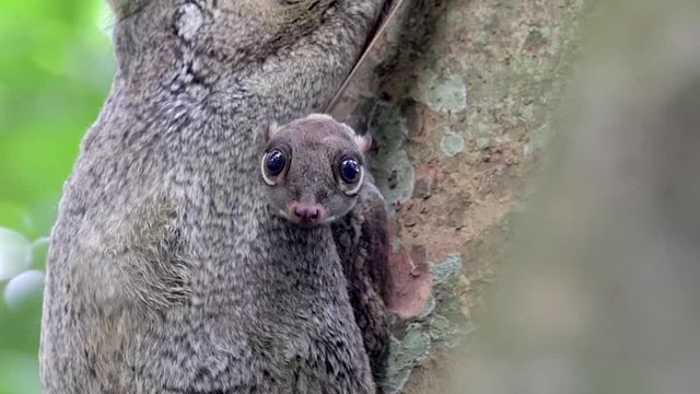 Baby Colugo Peeping Out From Adult Colugo Membrane Clinging On A Tree Trunk In A Small Nature Park In Singapore - Closeup Shot
