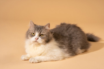 Action cat on nude pastel background