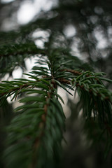 Fototapeta na wymiar spruce branch