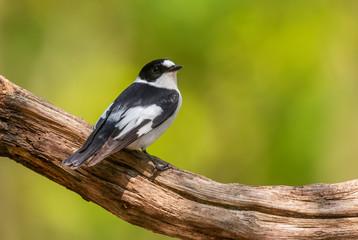 Collared Flycatcher - Ficedula albicollis, beautiful black and white perching bird from European forests, Hortobagy, Hungary.