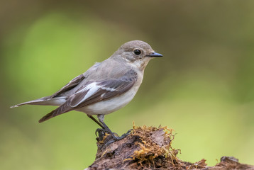 Collared Flycatcher - Ficedula albicollis, beautiful black and white perching bird from European forests, Hortobagy, Hungary.