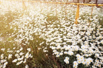 Effect Warm Light Meadow of White Daisy   