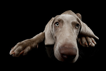 Studio shot of a beautiful Weimaraner