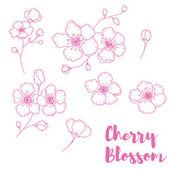 Fototapeta na wymiar Hand drawn isolated cherry blossom illustration. Outline sakura flowers illustration set. Sakura blossom line icons. Botanical flowerscape illustration set. 