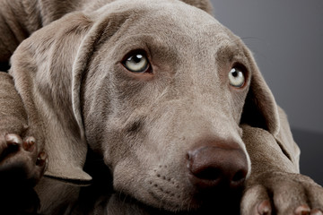 Portrait of a beautiful Weimaraner