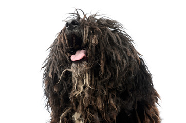 Portrait of a friendly Puli