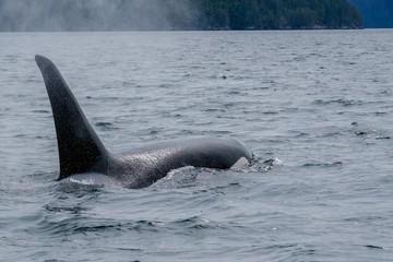 Fototapeta premium Close-up of killer whale in Tofino , view from boat on a killer whale