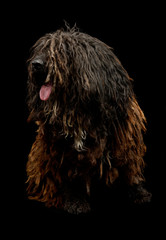 Studio shot of an adorable Puli