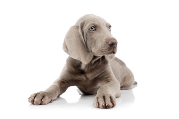 Studio shot of a beautiful Weimaraner puppy